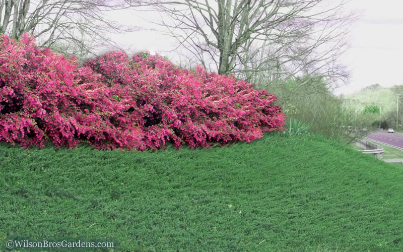 Blue Pacific Juniper - 2 Gallon Pot - Image 5
