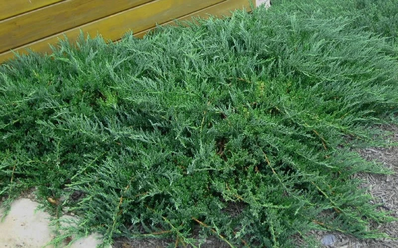 Blue Sargent Juniper - 6-Pack Of 1 Gallon Pots - Image 4