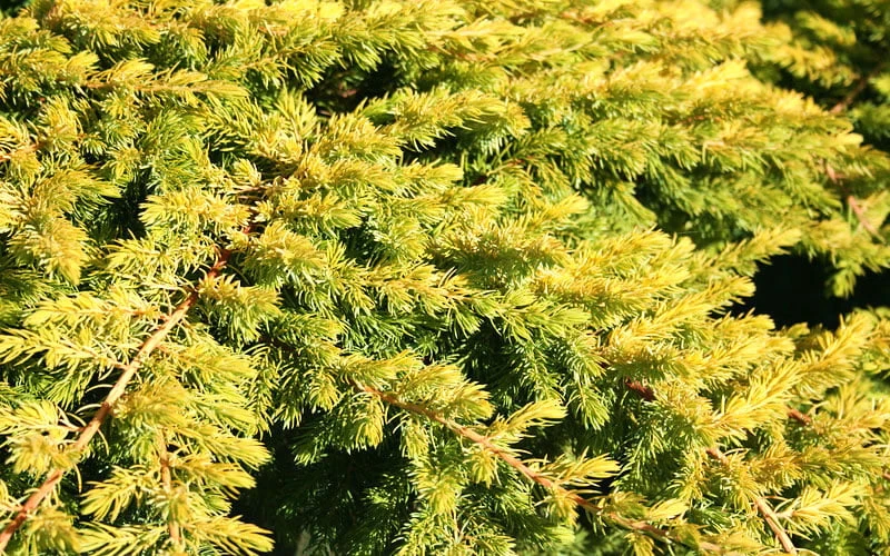 All Gold Golden Pacific Juniper - 6 Pack Of 1 Gallon Pots - Image 6