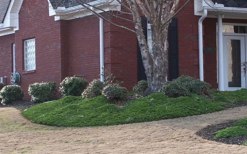 Green Mound Juniper - 2 Gallon Pot - Image 5