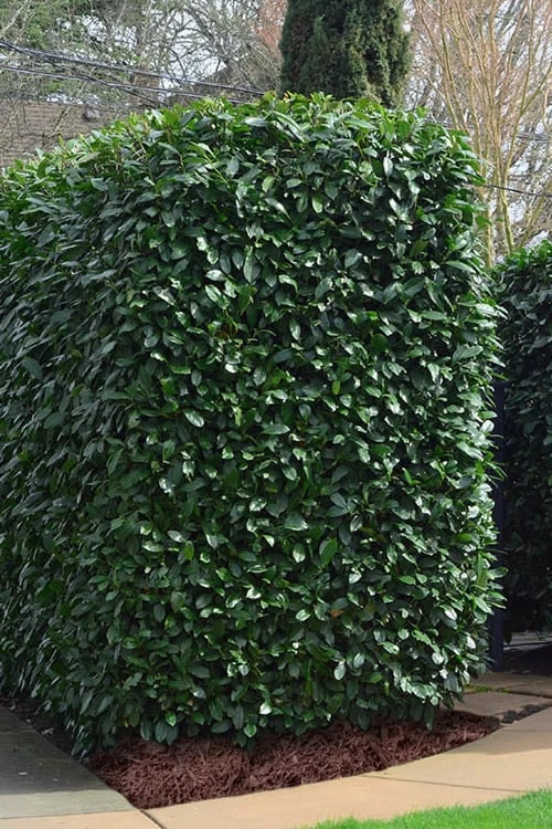 Schip Laurel (Prunus Laurocersasus 'Schipkaensis') - 1 Gallon Pot - Image 4