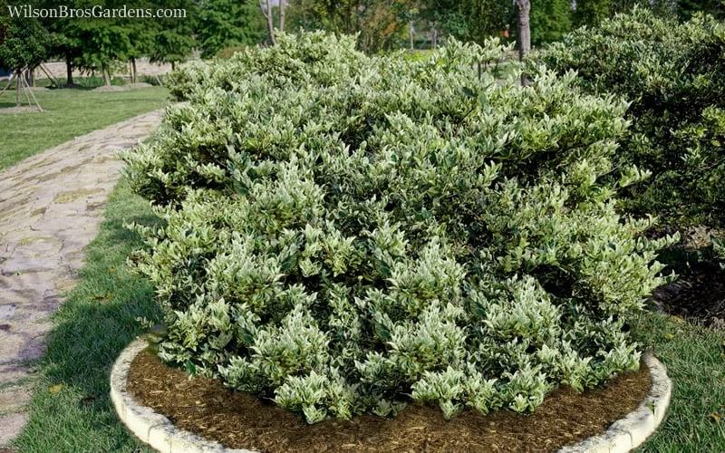 Jack Frost Ligustrum (Privet) - 3 Gallon Pot - Image 6
