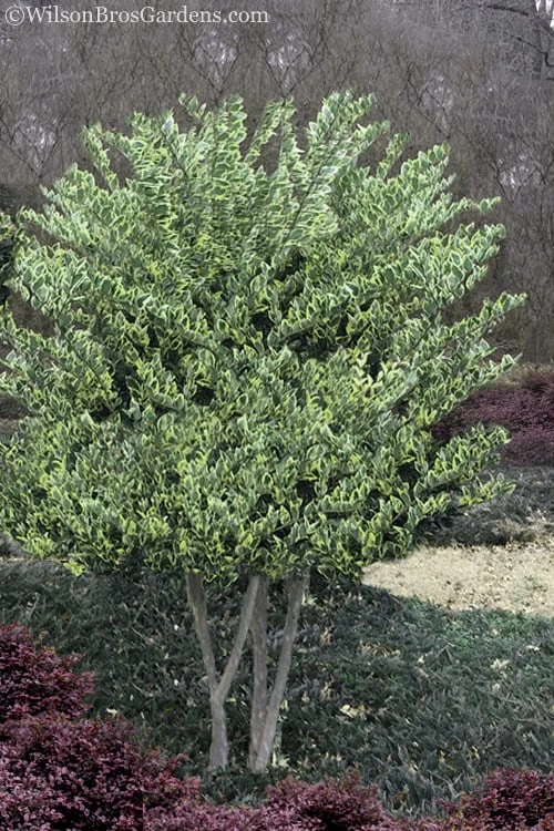 Jack Frost Ligustrum (Privet) - 3 Gallon Pot - Image 5