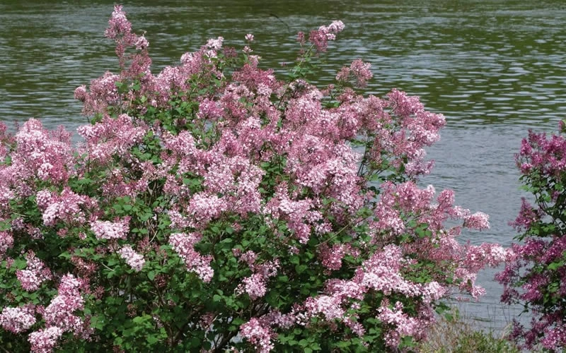 Bloomerang Pink Perfume Lilac - 3 Gallon Pot - Image 4