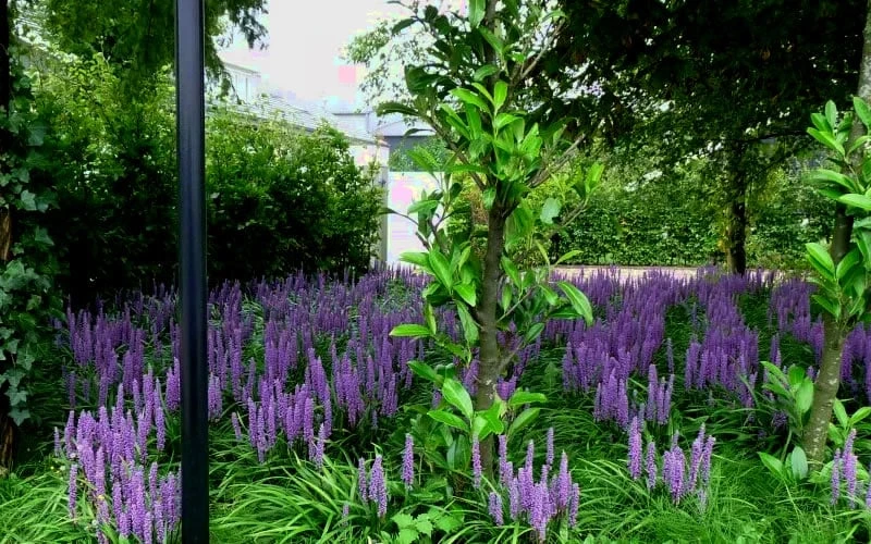 Royal Purple Liriope - Lilyturf - 3 Pack Of Pint Pots - Image 4