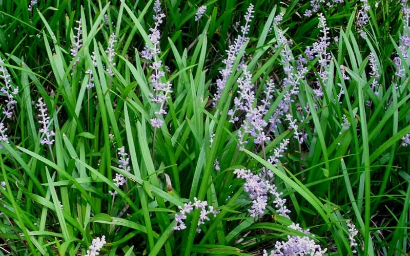 Creeping Lilyturf (Liriope Spicata) - 6 Pack Of Pint Pots - Image 4