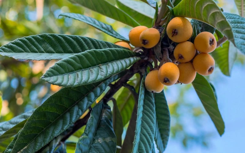 Loquat Tree - Eriobotrya Japonica - 3 Gallon Pot - Image 5