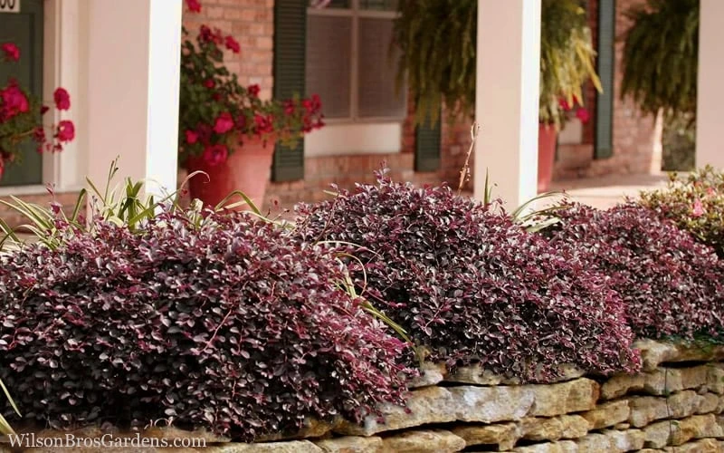 Purple Pixie Loropetalum - 2.5 Quart Pot - Image 4