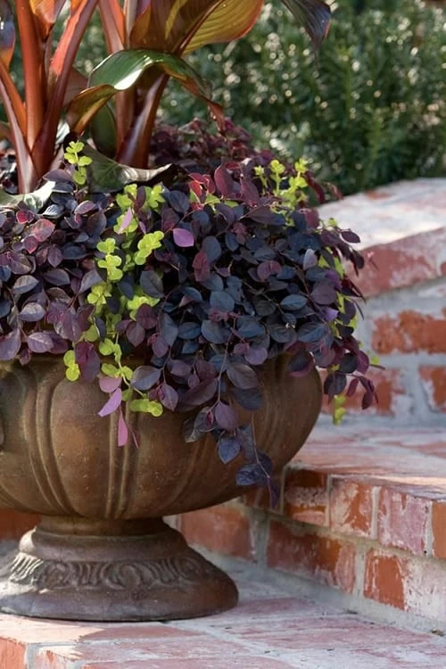 Purple Pixie Loropetalum - 2.5 Quart Pot - Image 6