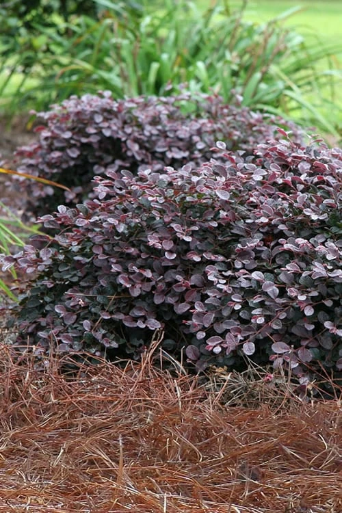 Purple Pixie Loropetalum - 1 Gallon Pot