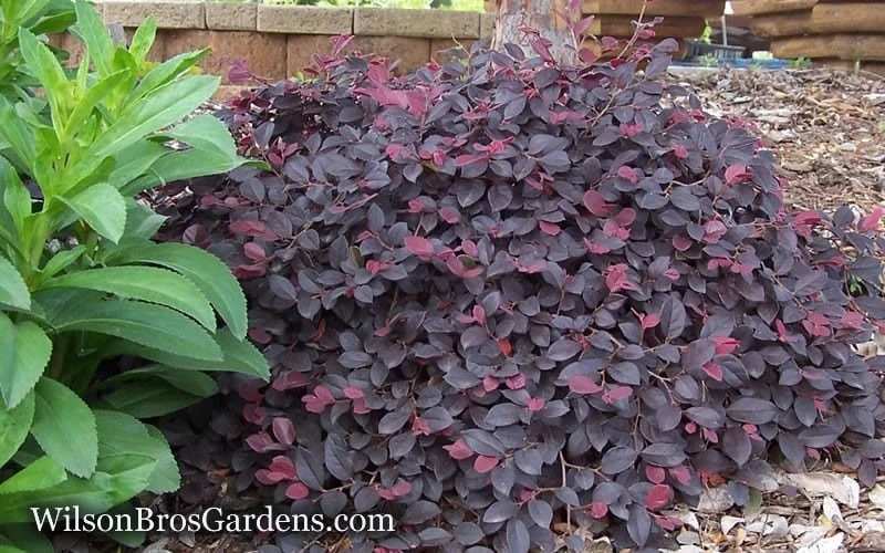 Purple Pixie Loropetalum - 2.5 Quart Pot - Image 8