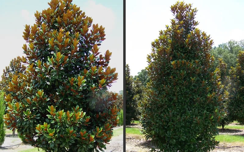 D. D. Blanchard Southern Magnolia - 5 Gallon Pot - Image 5