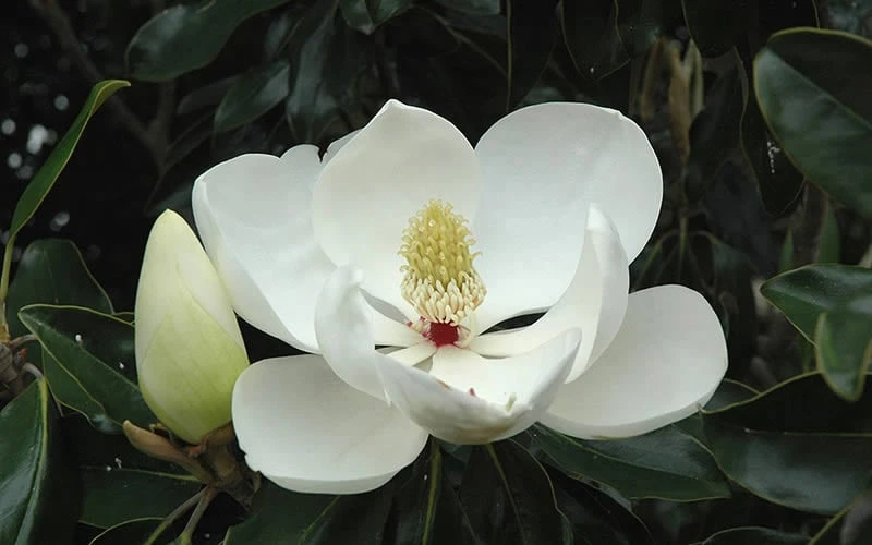 Little Gem Dwarf Southern Magnolia - 7 Gallon Pot (3-4') - Image 9