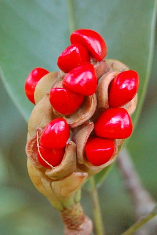 Sweetbay Magnolia - 2 Gallon Pot - Image 6