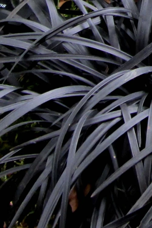 Black Mondo Grass - Ophiopogon Planiscapus 'Nigrescens' - 18 Count Flat Of Pint Pots - Image 7