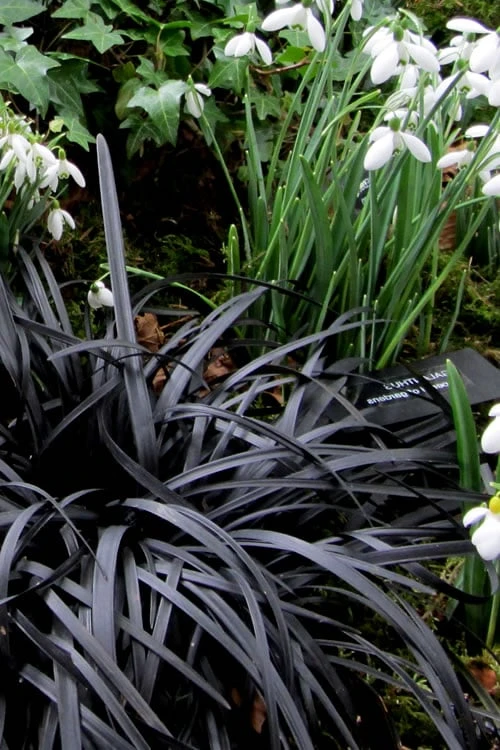 Black Mondo Grass - Ophiopogon Planiscapus 'Nigrescens' - 18 Count Flat Of Pint Pots - Image 6