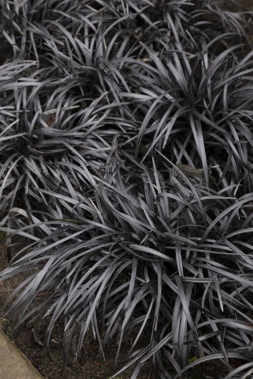 Black Mondo Grass - Ophiopogon Planiscapus 'Nigrescens' - 18 Count Flat Of Pint Pots