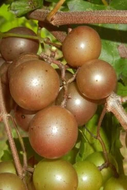 Carlos Bronze Muscadine Grape Vine - 1 Gallon Pot