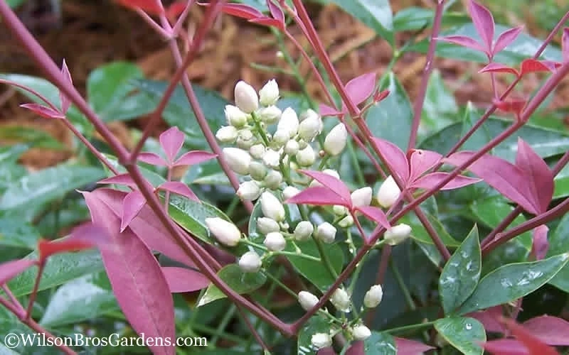 Flirt Dwarf Nandina - 2 Gallon Pot - Image 5