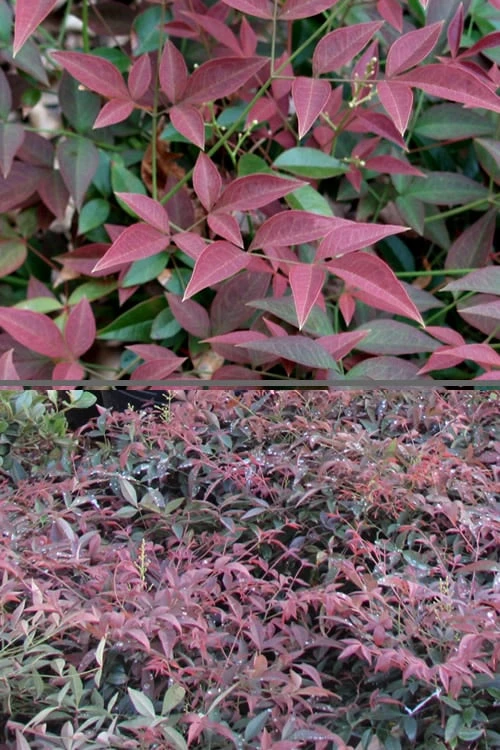 Flirt Dwarf Nandina - 2 Gallon Pot - Image 6