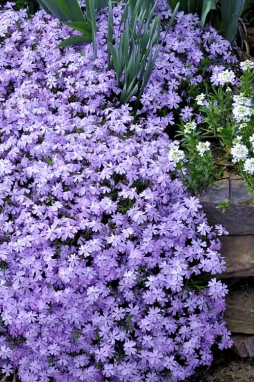Emerald Cushion Blue Creeping Phlox - 6 Pack Of 1 Gallon Pots