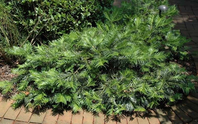 Creeping Japanese Plum Yew (Cephalotaxus Harringtonia 'Prostrata') - 2.5 Quart Pot - Image 6