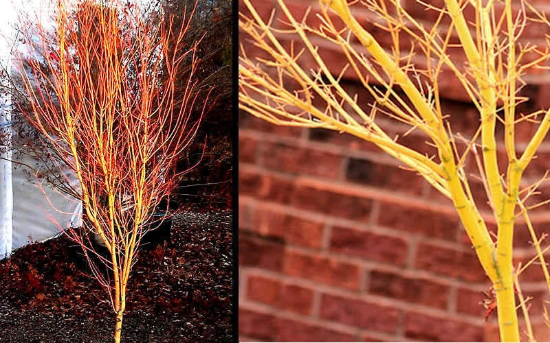 Bihou Yellow Bark Japanese Maple - 3 Gallon Pot - Image 5