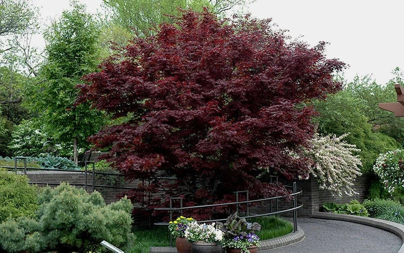 Bloodgood Red Leaf Japanese Maple - 1 Gallon Pot - Image 7