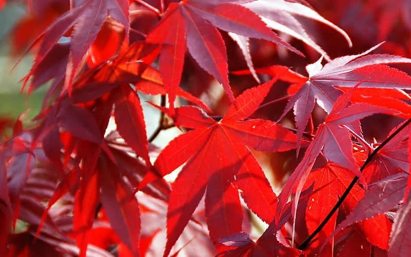 Fireglow Red Leaf Japanese Maple - 3 Gallon Pot - Image 7