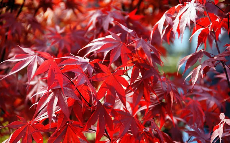 Fireglow Red Leaf Japanese Maple - 3 Gallon Pot - Image 8