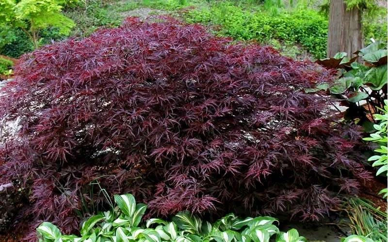 Red Dragon Dwarf Japanese Maple - 5 Gallon Pot - Image 8