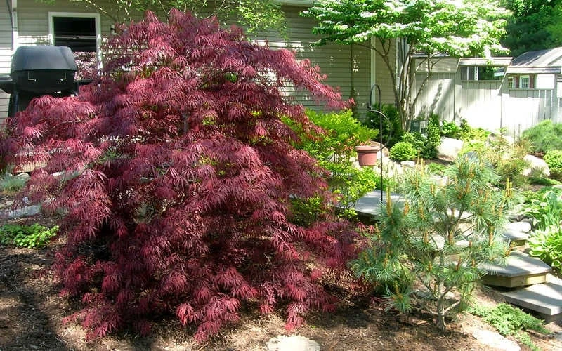 Tamukeyama Dwarf Red Japanese Maple - 5 Gallon Pot - Image 4