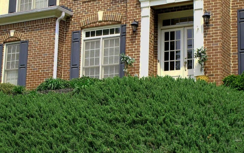 Blue Pacific Juniper - 2 Gallon Pot - Image 7