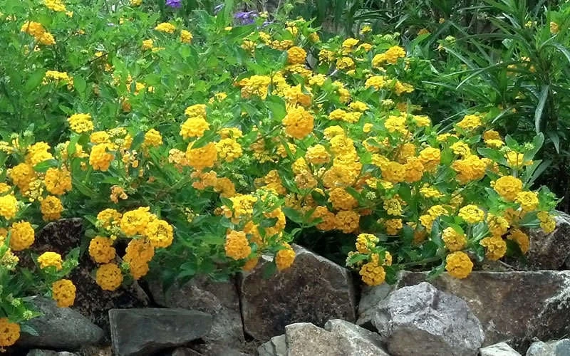 New Gold Hardy Lantana - 6 Pack Of 1 Gallon Pots - Image 6