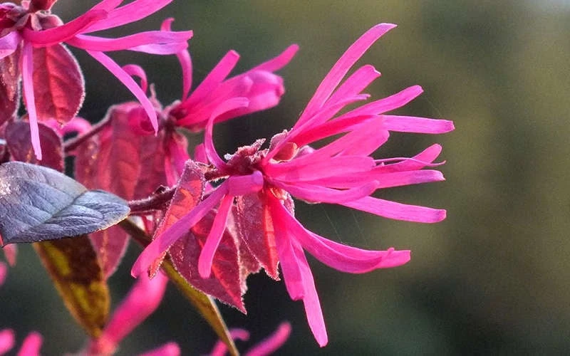 Purple Pixie Loropetalum - 2.5 Quart Pot - Image 7