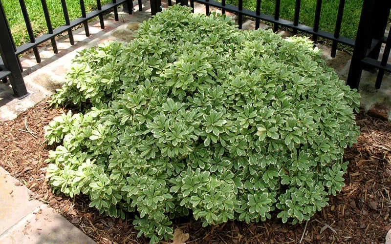 Variegated Pittosporum (Japanese Mock Orange) - 3 Gallon Pot - Image 5