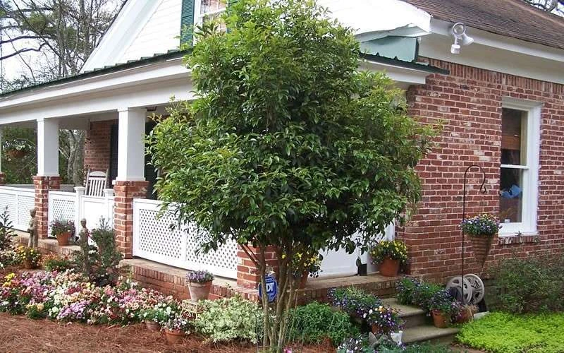 Fragrant White Tea Olive - 5 Pack Of Quart Pots - Image 6