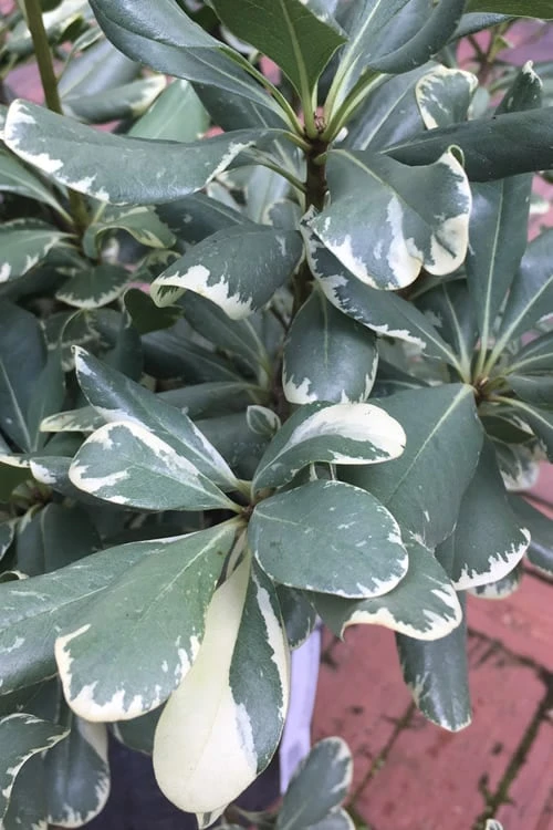 Variegated Pittosporum (Japanese Mock Orange) - 3 Gallon Pot