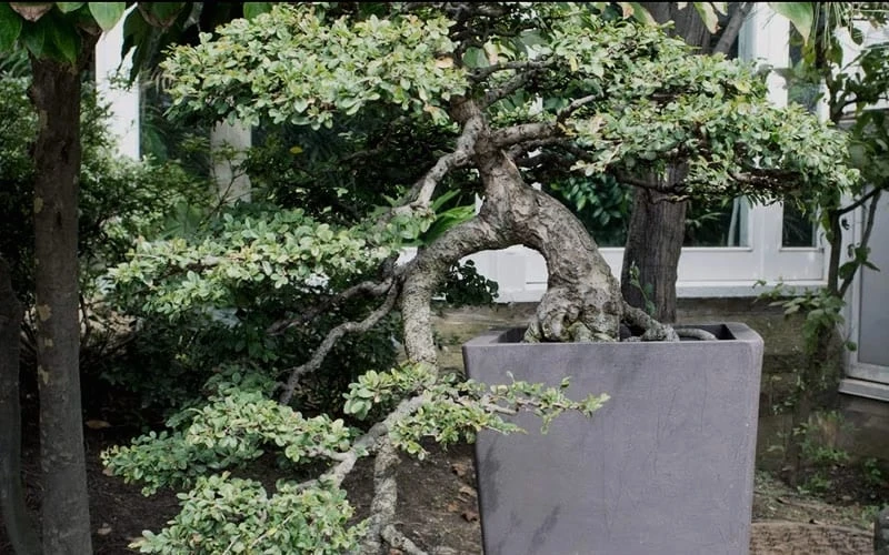 Variegated Pittosporum (Japanese Mock Orange) - 3 Gallon Pot - Image 7