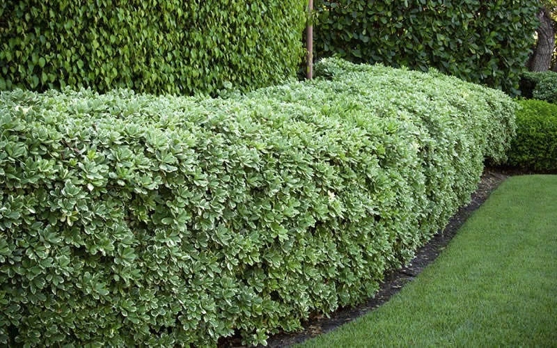 Variegated Pittosporum (Japanese Mock Orange) - 3 Gallon Pot - Image 6