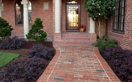 Purple Pixie Loropetalum - 2 Gallon Pot - Image 5