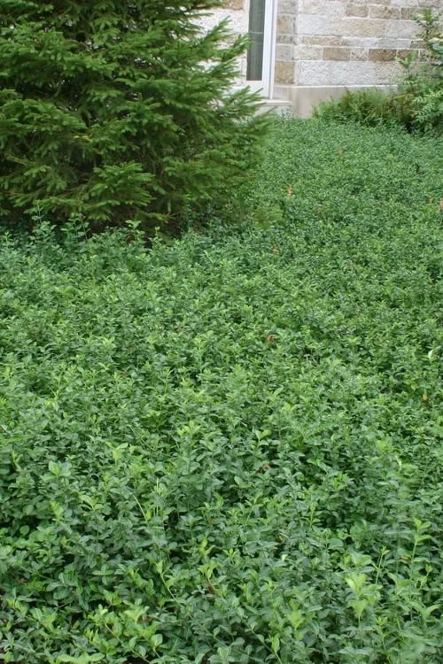 Purple Wintercreeper - Euonymus Fortunei Coloratus - 3 Pack Of Pint Pots - Image 4