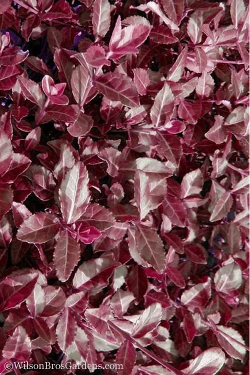 Purple Wintercreeper - Euonymus Fortunei Coloratus - 3 Pack Of Pint Pots - Image 7