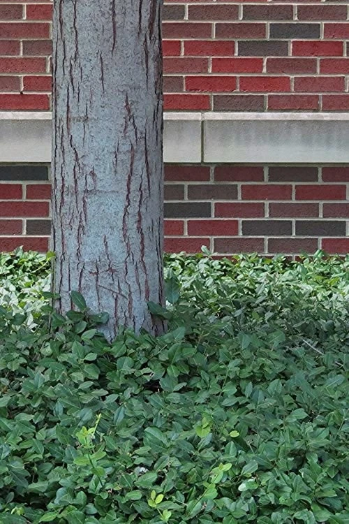 Purple Wintercreeper - Euonymus Fortunei Coloratus - 3 Pack Of Pint Pots - Image 6