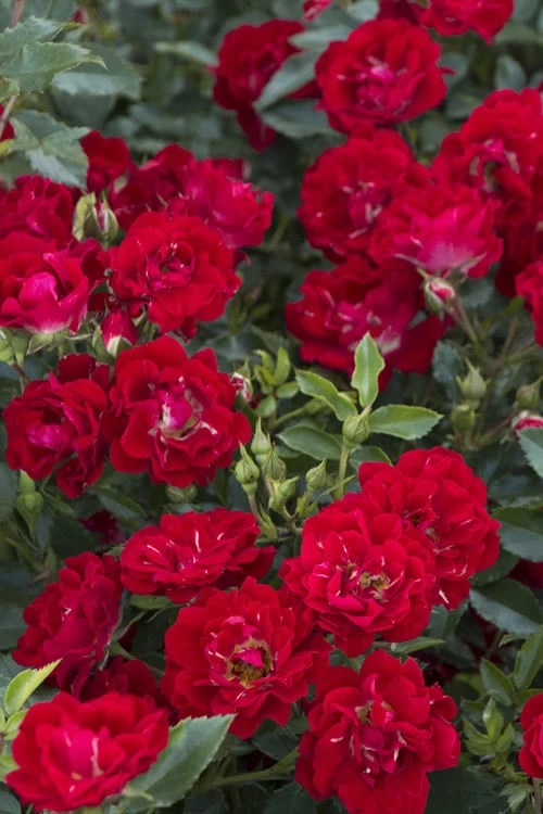 Red Drift Groundcover Rose - 1 Gallon Pot