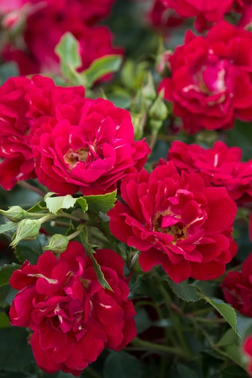 Red Drift Groundcover Rose - 1 Gallon Pot - Image 5