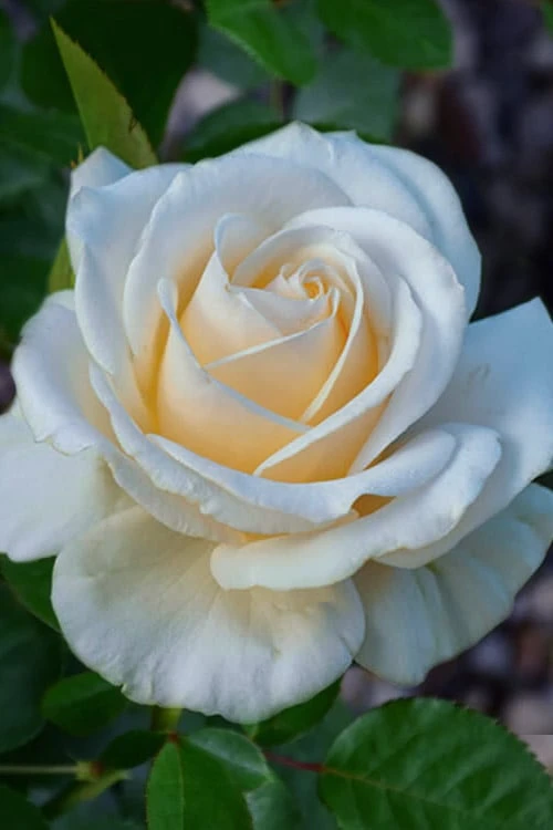 Easy Spirit White Rose - 3 Gallon Pot