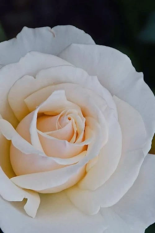 Easy Spirit White Rose - 3 Gallon Pot - Image 5