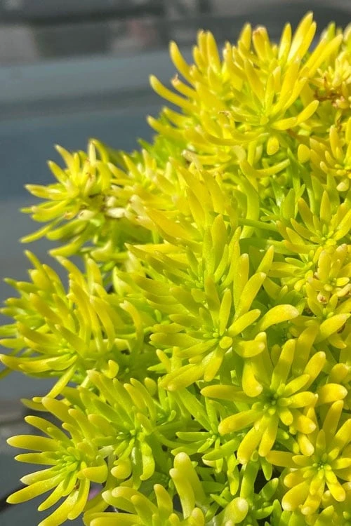 Lemon Ball Sedum - 3 Pack Of Quart Pots