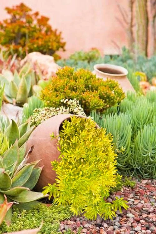 Lemon Ball Sedum - 3 Pack Of Quart Pots - Image 5